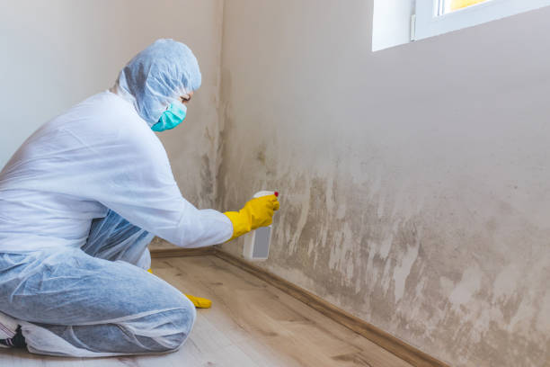 Licensed Basement Mold Remediation service in Ives Estates, FL - 24 Hour Mold Removal