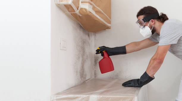 Professional Basement Mold Remediation technician working in Ives Estates, FL