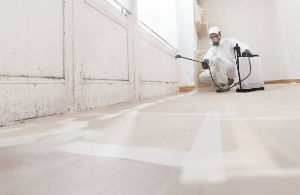24/7 Emergency Basement Mold Remediation experts in Ives Estates, FL