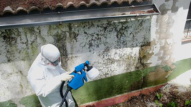 Top rated local Basement Mold Remediation specialists in Ives Estates, FL